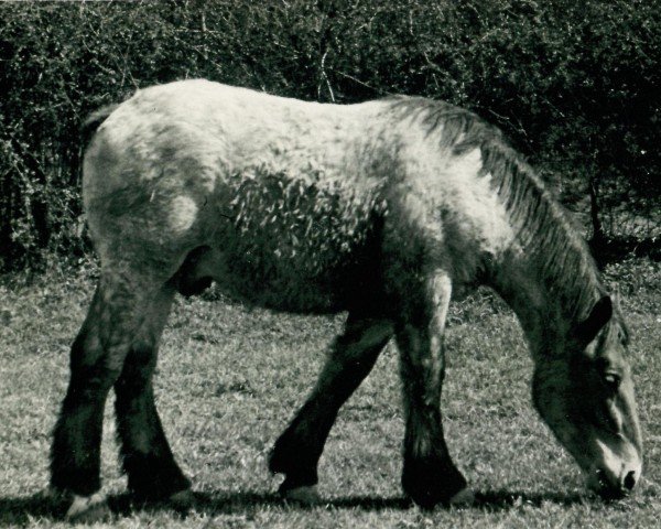 Pferd Golifafan (Rheinisch-Deutsches Kaltblut, 1934, von Gaulois de Tourpes)