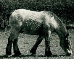 horse Golifafan (Rhenish-German Cold-Blood, 1934, from Gaulois de Tourpes)