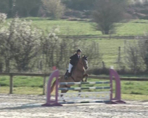 jumper Nuage de Leyssins (Selle Français, 2001)