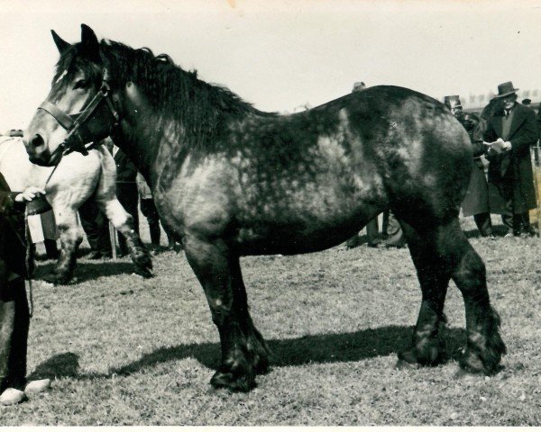 Zuchtstute Ellen von Bergswick (Rheinisch-Deutsches Kaltblut, 1935, von Gaulois de Tourpes)