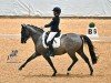 dressage horse WS Detroit (German Riding Pony, 2017, from Dating AT NRW)