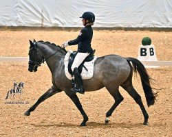 dressage horse WS Detroit (Deutsches Reitpony, 2017, from Dating At NRW)