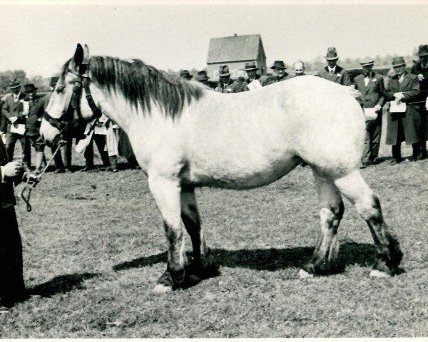 Pferd Galada von Neybenhof (Rheinisch-Deutsches Kaltblut, 1936, von Gaulois de Tourpes)