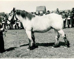 horse Galada von Neybenhof (Rhenish-German Cold-Blood, 1936, from Gaulois de Tourpes)