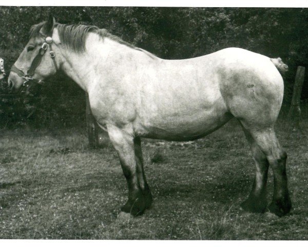 Zuchtstute Hotola (Rheinisch-Deutsches Kaltblut, 1938, von Gaulois de Tourpes)