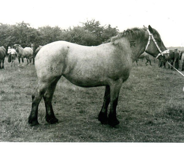 Pferd Isis von Grootshof (Rheinisch-Deutsches Kaltblut, 1939, von Gaulois de Tourpes)