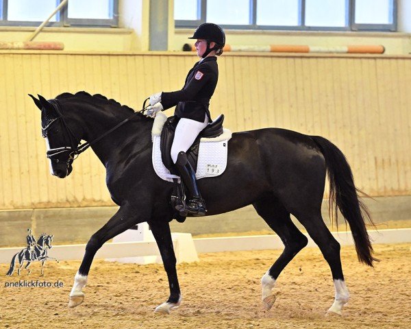 dressage horse Sharleen 4 (Westphalian, 2013, from Sir Donnerhall I)