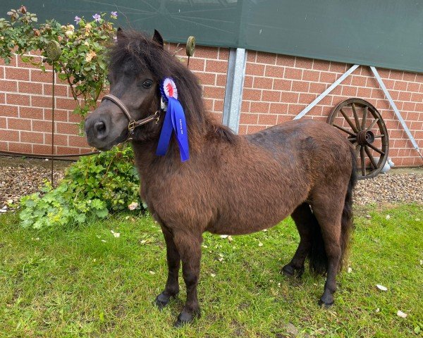 horse Masbuls Delaila (Shetland Pony, 2022, from Kalimero of Baltic Sea)