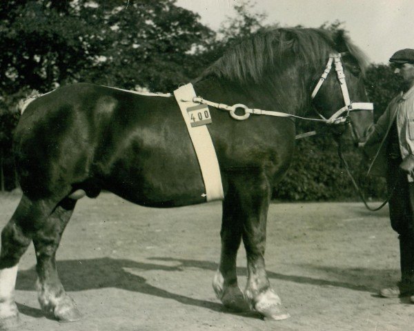 Pferd Raeda (Rheinisch-Westfälisches Kaltblut, 1923, von Landgraf V 650)