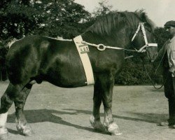 Pferd Raeda (Rheinisch-Westfälisches Kaltblut, 1923, von Landgraf V 650)