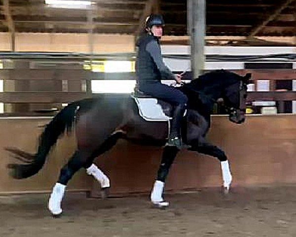 dressage horse Venetian Sunset (Westphalian, 2021, from Harmony's V-Plus)