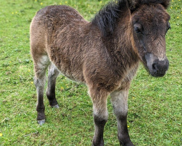 Fohlen von Masbuls Daje (Shetland Pony, 2024, von Skovmosens Rustik)