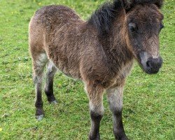 foal by Masbuls Daje (Shetland Pony, 2024, from Skovmosens Rustik)