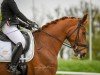 dressage horse Fünkchen (Westphalian, 2016, from First Selection)