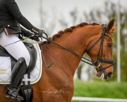 dressage horse Fünkchen (Westphalian, 2016, from First Selection)