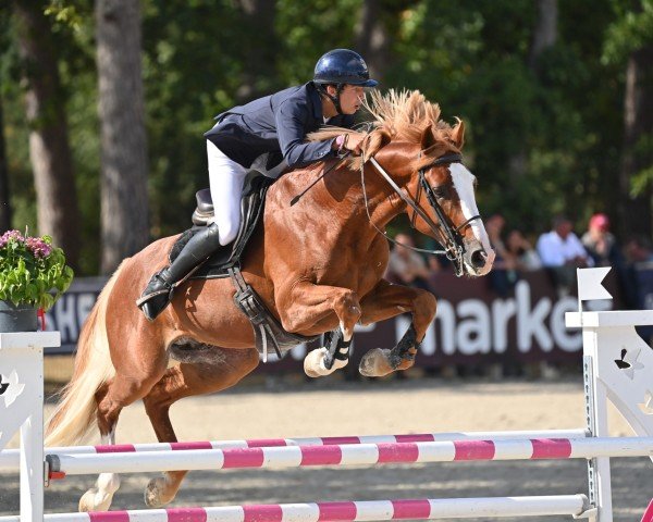 stallion Gracieux d'Osmont (Selle Français, 2016, from Jadis de Toscane)