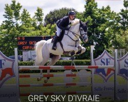 stallion Grey Sky D'Ivraie (Selle Français, 2016, from Cornet Obolensky)