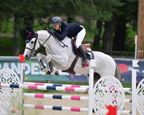 stallion Ginseng Boisdeville (Selle Français, 2016, from Mylord Carthago)