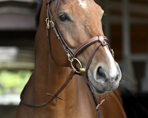 jumper Corstaro (Hanoverian, 2015, from Cornet Obolensky)