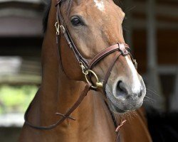 jumper Corstaro (Hanoverian, 2015, from Cornet Obolensky)