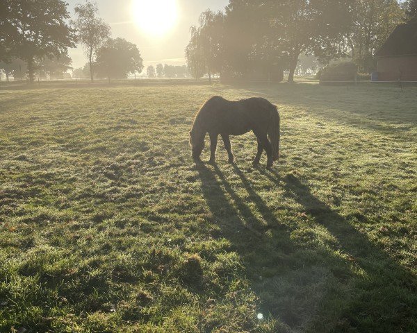 horse Billy (Shetland B (about 107-117), 2005)