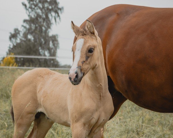 foal by Finesa V (German Riding Pony, 2024, from Gold Garant)