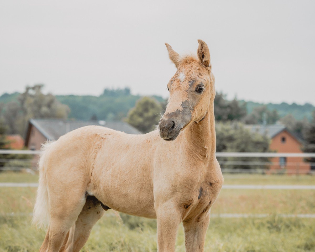 Dressurpferd Golden Vladimira V (Deutsches Reitpony, 2024, von Vivaldos)