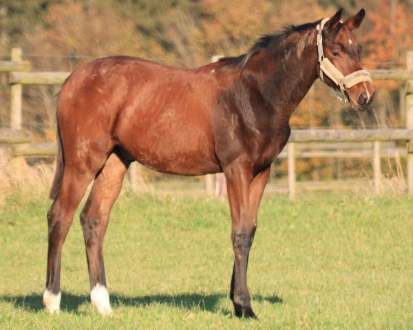 foal by Ravel (Trakehner, 2024, from Kenneth)