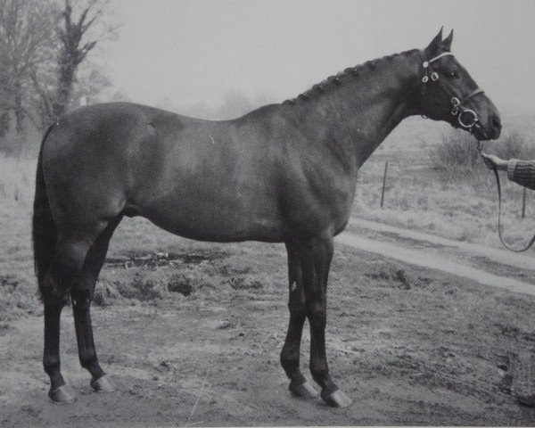 stallion Marlon xx (Thoroughbred, 1958, from Tamerlane xx)