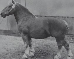 stallion Baldur 3206 (Schleswig Heavy Draft, 1962, from Ungar 3184)