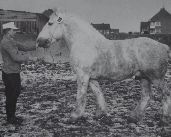 stallion Trotz 3176 (Schleswig Heavy Draft, 1956, from Faust Boulonnais 3094)