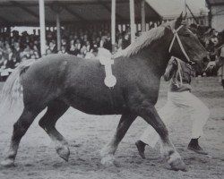 broodmare Ungarin (Schleswig Heavy Draft,  , from Faust Boulonnais 3094)