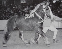 horse Fabius-Primus (Schleswig Heavy Draft, 1988, from Waldkauz)