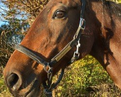 stallion Divinator US-N-4420 (American Trotter, 1994, from Supergill 0341-D (US))