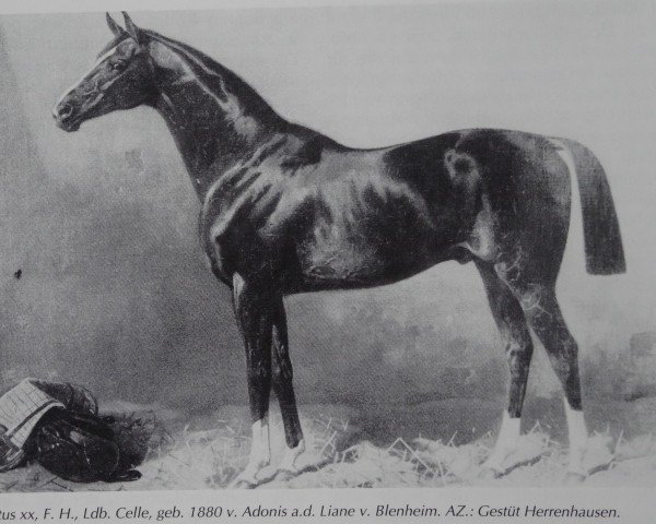 stallion Adeptus xx (Thoroughbred, 1880, from Adonis xx)