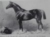 stallion Adeptus xx (Thoroughbred, 1880, from Adonis xx)