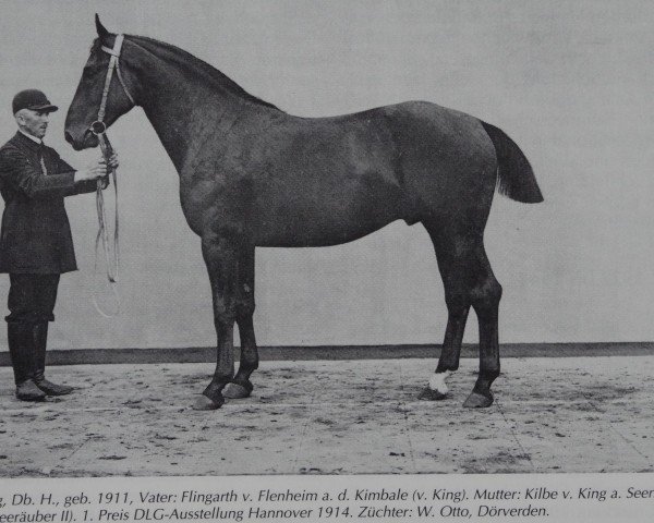 stallion Fling (Hanoverian, 1911, from Flingarth)