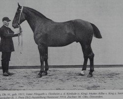 stallion Fling (Hanoverian, 1911, from Flingarth)