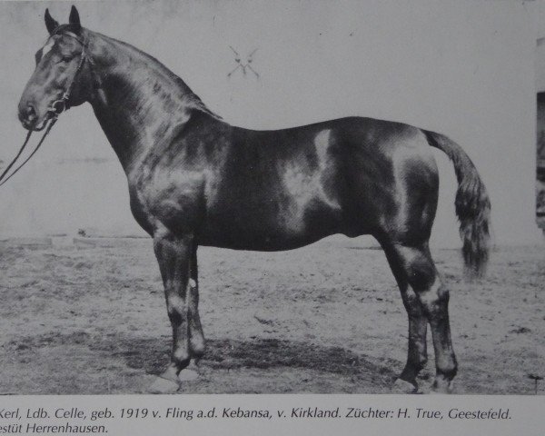 stallion Feiner Kerl (Hanoverian, 1919, from Fling)