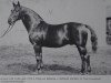 stallion Feiner Kerl (Hanoverian, 1919, from Fling)