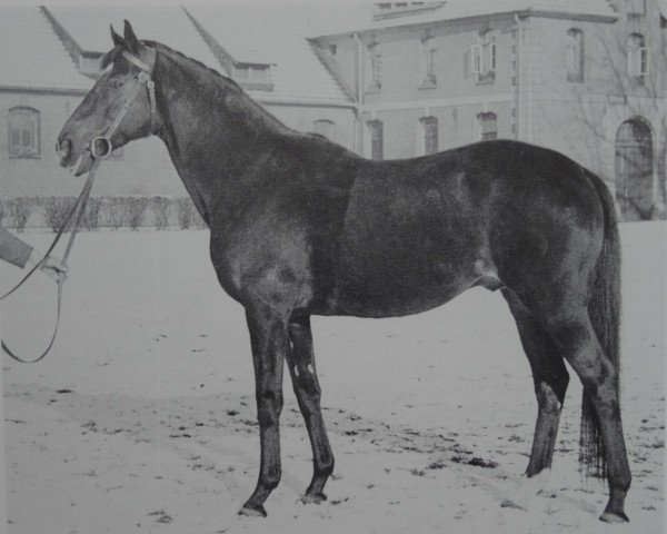 stallion Der Löwe xx (Thoroughbred, 1944, from Wahnfried xx)