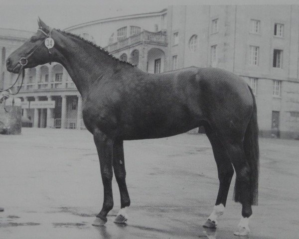 broodmare Aragonia (Hanoverian, 1974, from Argentan I)