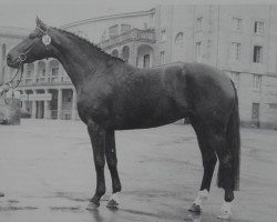 broodmare Aragonia (Hanoverian, 1974, from Argentan I)