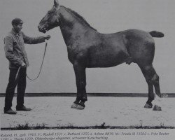 stallion Roland (Oldenburg, 1910, from Rudolf 1531)