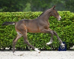 foal by Ultima van de Wittert Z (Zangersheide riding horse, 2024, from Utamaro d'Ecaussines)