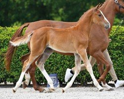 foal by Empire v Tilburg Z (Zangersheide riding horse, 2024, from Emerald van 't Ruytershof)