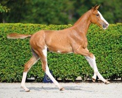 foal by Emerancio vd Paepehoeve Z (Zangersheide riding horse, 2024, from Emerald van 't Ruytershof)