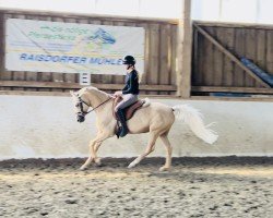 dressage horse Grenzhoehes Dileila (German Riding Pony, 2016, from Grenzhoehes Olivier K WE)