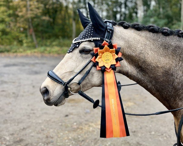 dressage horse MBF Donner Florentina (German Riding Pony, 2017, from Classic Dancer I)