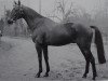 stallion Adonis xx (Thoroughbred, 1952, from Magnat xx)